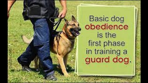 train your dogs to guard you with this basic steps