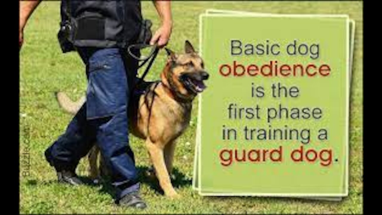 train your dogs to guard you with this basic steps