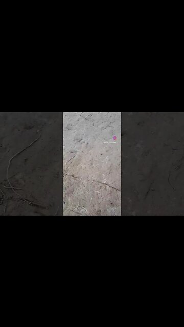 Don't kill your soil biome with landscape cloth... I have a lot of work ahead of me to fix this.