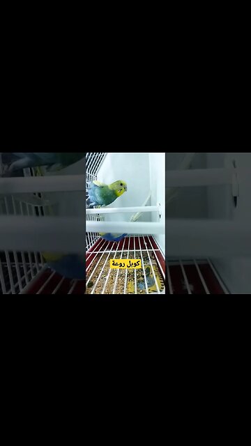 أحسن كوبل بادجي هوكو كيوت روعة مرحبا