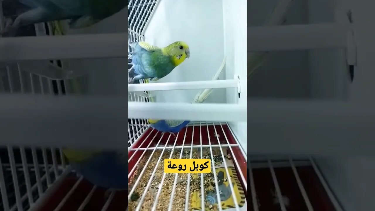 أحسن كوبل بادجي هوكو كيوت روعة مرحبا