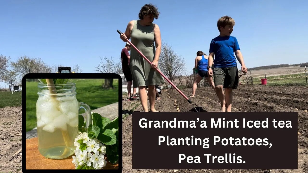 Grandmas Mint Iced Tea, Planting Potatoes, trellis for the Peas