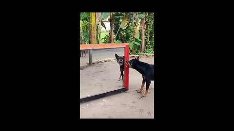 Warning ! you might hurt your stomach watching this