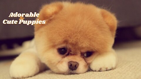 Adorable And Cute Puppies Video Compilation 2021