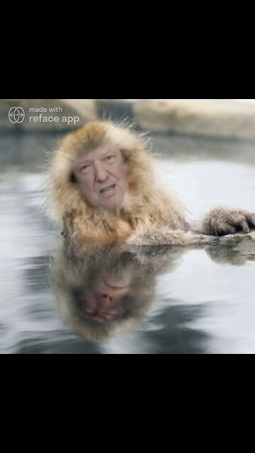 The Ultimate Donald Trump Monkey Meme! 🐒