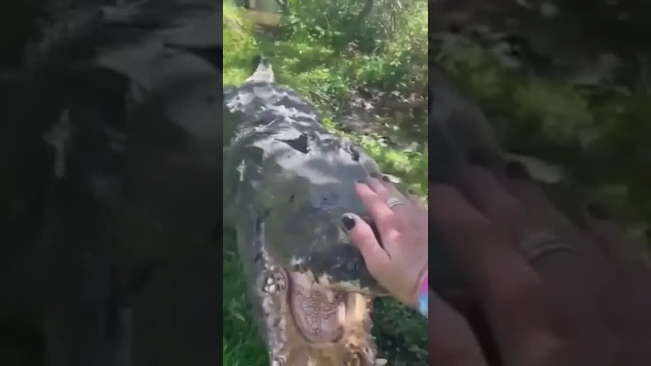 Giant Pet Alligator wants to EAT me