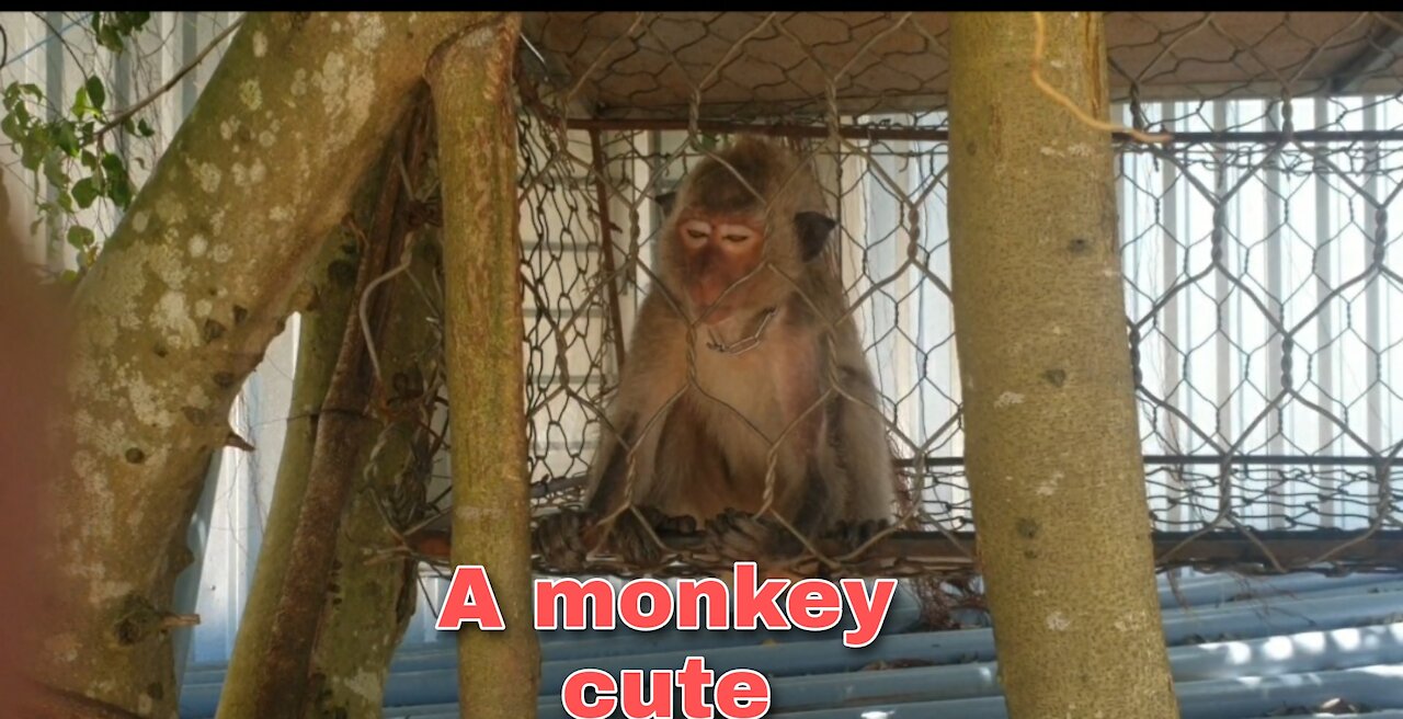 A lovely monkey