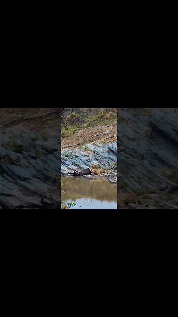 Lions Have A Snack By The River #shorts