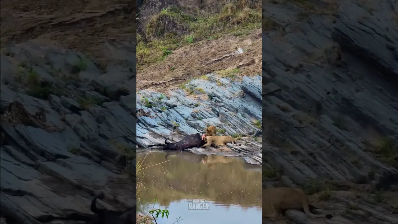 Lions Have A Snack By The River #shorts