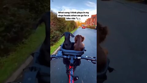 Puppy dog ride in bicycle🐶 #dog #doglover #ytshorts #shots #shortsfeed #shortsvideo