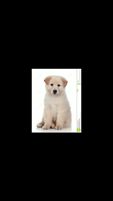 I Love My Poopy Doggy