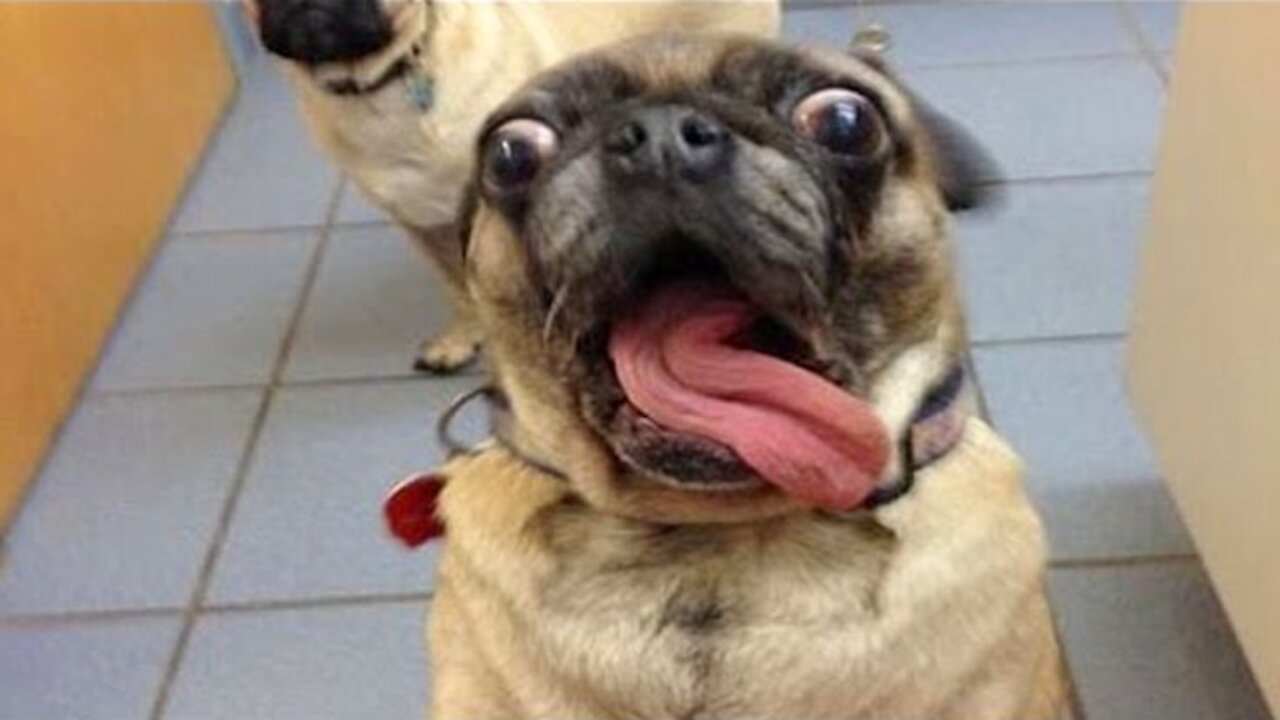 Most Funny Animal Video