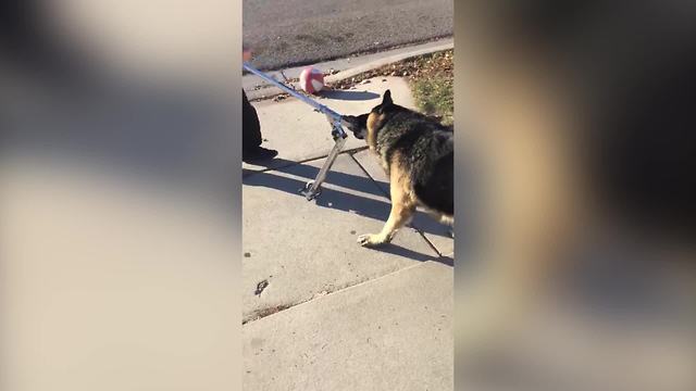 Dog Wants To Play With A Scooter