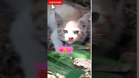 OMG Cute Cat video 🥰💕 #shorts #catvideos #catlovers #kitten