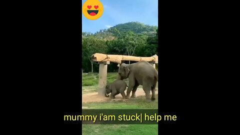 mummy i am stuck HELP ME 😟 baby elephant stuck in tyre, mother love😘 m fas gya 😂😂,cute baby elephant