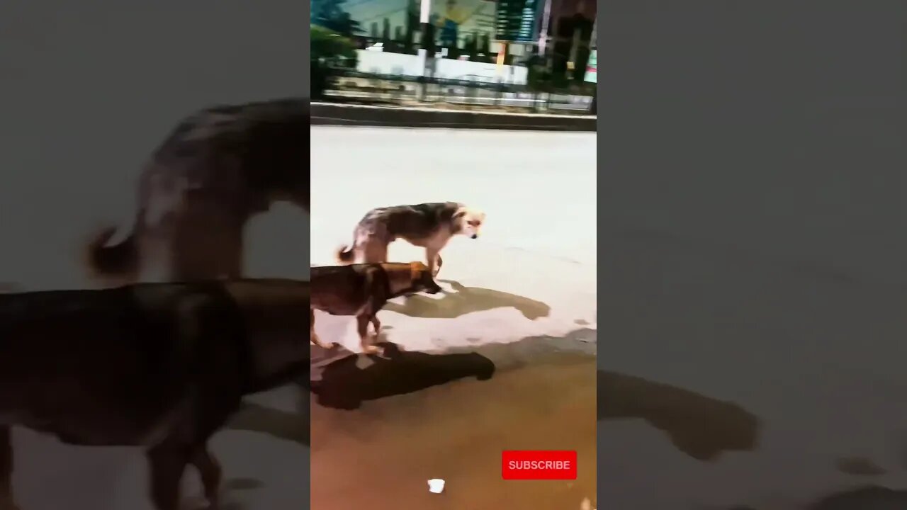 STREET DOGS 🐕 PART-7 // GANGSTER DOGS 🐕