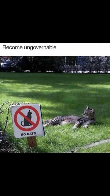 🐈 App for cats! 🐈