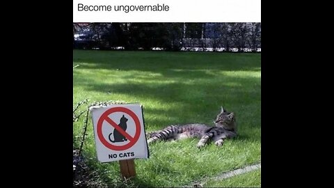 🐈 App for cats! 🐈