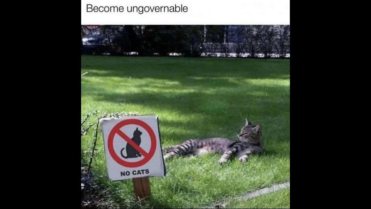🐈 App for cats! 🐈