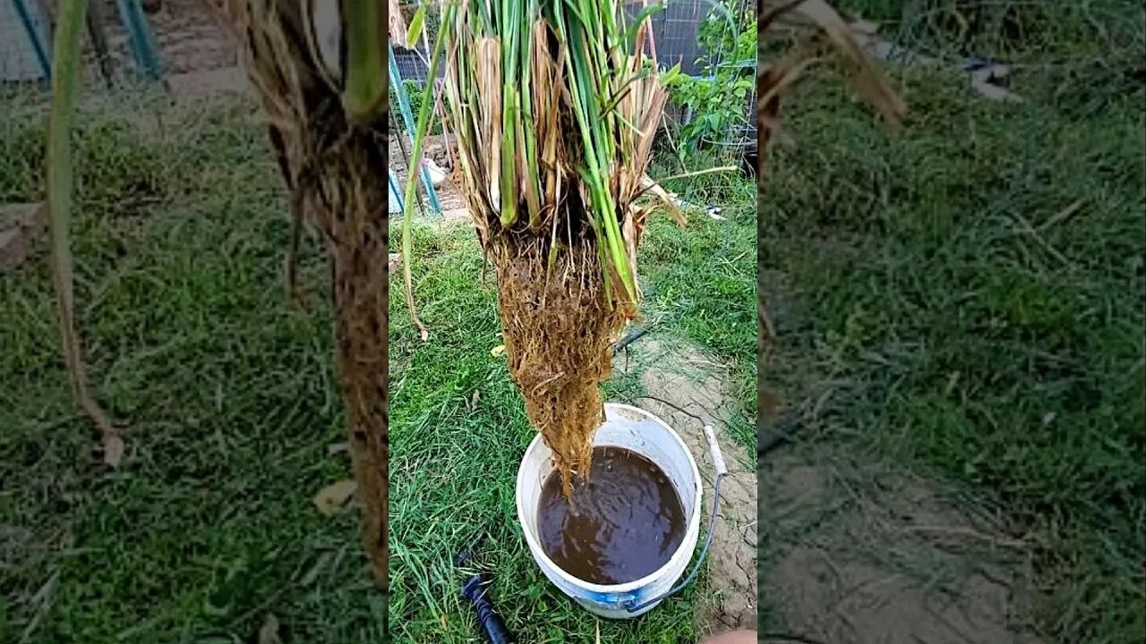 Check this out, bare roots of a giant lemon grass plant #shorts