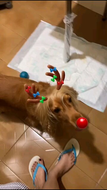 dog, cute, Animals, beautiful