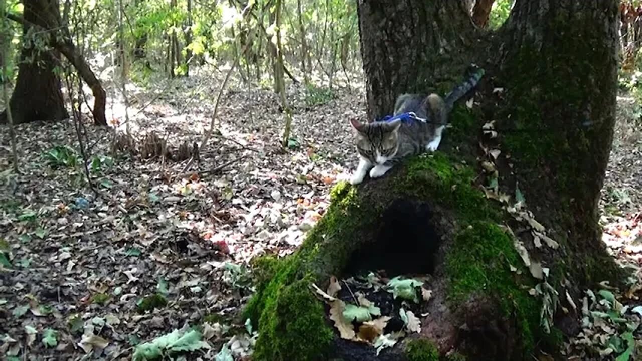 Cat Loves Climbing on Trees