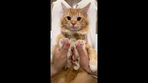 funny videos
