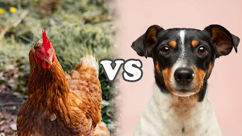 Chicken vs Dog - [Funny Animal Fight Videos]