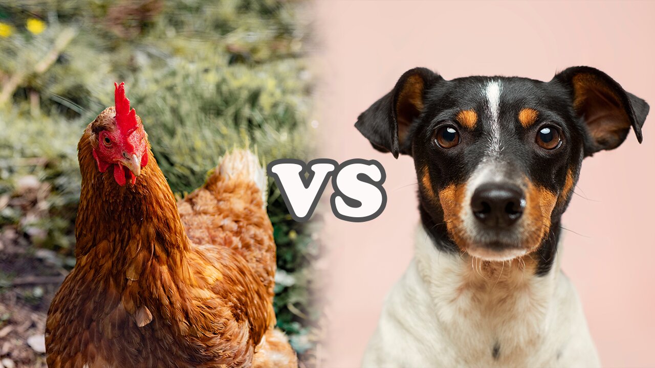 Chicken vs Dog - [Funny Animal Fight Videos]