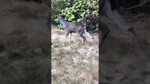 Gain confidence like deers. #dredrexler