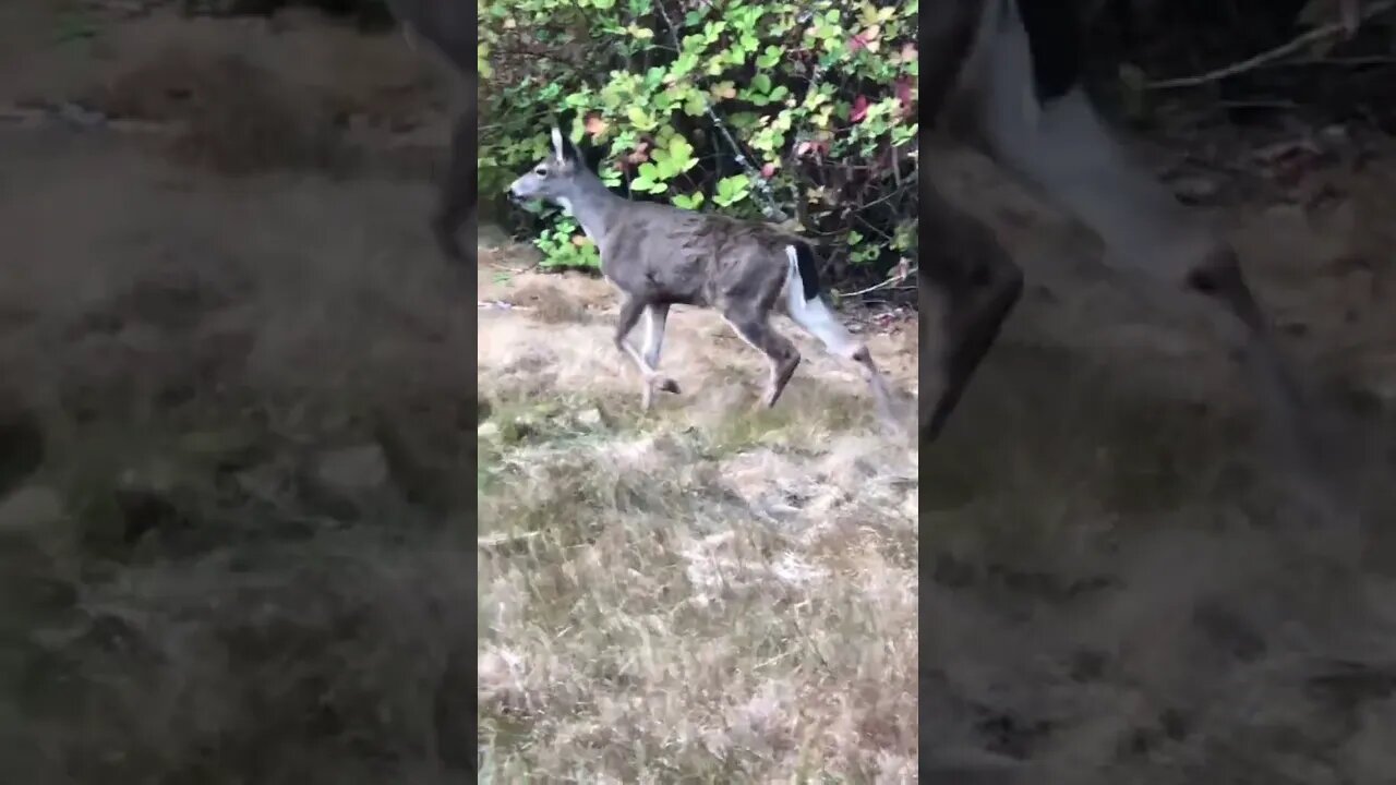 Gain confidence like deers. #dredrexler