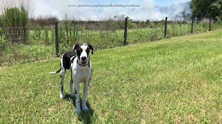 Great Dane Watches A Controlled Fire Burn In Florida