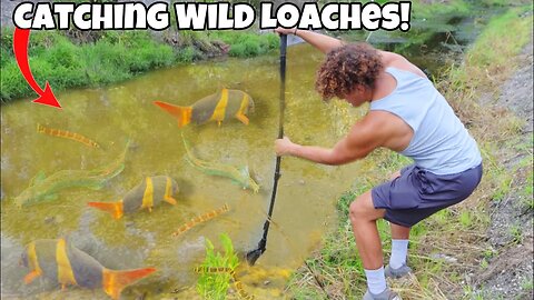 Catching Wild LOACHES For My AQUARIUM!