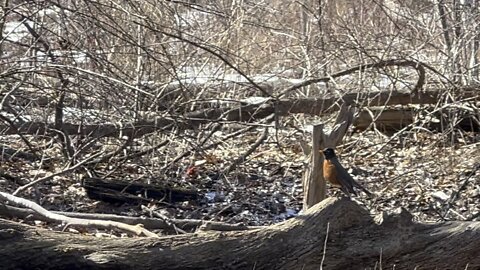 Beautiful Canadian Robin 😛😛