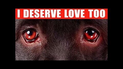 9 Ways to Tell Your Dog You Love Them