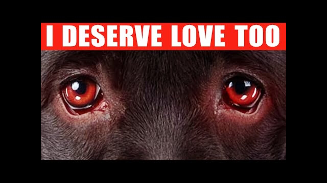 9 Ways to Tell Your Dog You Love Them