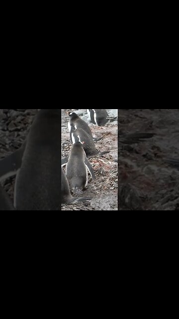 Romantic Proposal Style of Gentoo Penguins