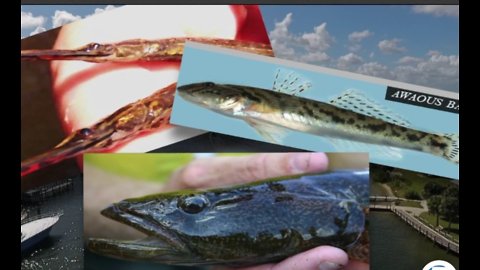 Protecting Paradise: Rare species of fish in St. Lucie River threatened by water issues