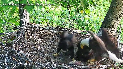 Hays Eagles H19 & H20 gleefully track dad delivering cat fish head-dad feeds! 05-16-2023 6:15am