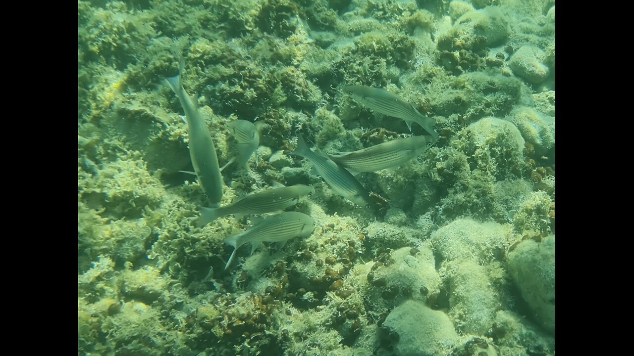 Amazing underwater video in Croatia Cavtat