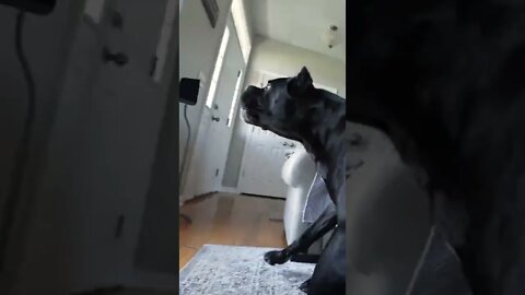 Cane Corsos FURIOUS Guarding Instincts @Amazon #shorts #viral #funnydogs