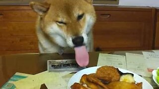 Dog's tongue has a life of its own