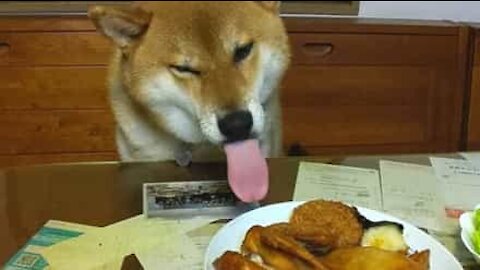 Dog's tongue has a life of its own