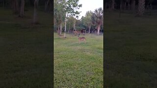 Florida Deer