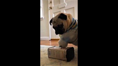 Pugs Make Some Noise!
