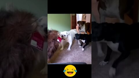 #shorts Смешные Собаки Из Тик Тока 77 Funny Dogs From Tiktok