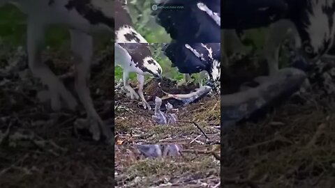 Cena linda de um casal de águia alimentando seus filhotes!