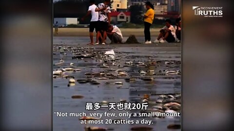 A Large Number of Dead Fish Appears along Silver Beach in Guangxi Recently 日前廣西銀灘出現大量死魚