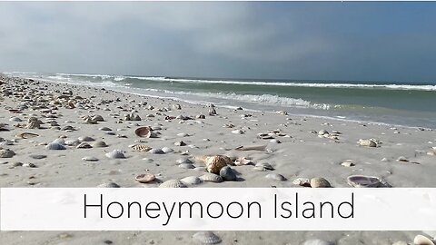Honeymoon Island State Park. I found the coolest beach treasures!