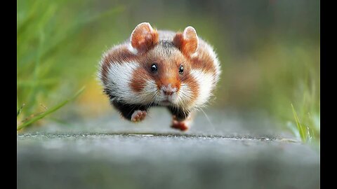 Funny animal moments V2
